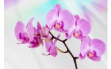 Fotobehang Bloemen, Orchidee | Roze, Paars | 104x70,5cm