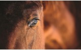 Fotobehang Vlies | Paarden | Bruin | 368x254cm (bxh)