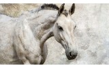 Fotobehang Vlies | Paarden | Wit | 368x254cm (bxh)
