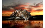 Fotobehang Wilde dieren | Bruin, Oranje | 152,5x104cm