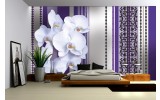 Fotobehang Papier Bloemen, Orchidee | Paars, Grijs | 368x254cm