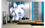 Fotobehang Papier Bloemen, Orchidee | Turquoise, Wit | 368x254cm