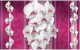 Fotobehang Vlies | Bloemen, Orchideeën | Roze, Wit | 368x254cm (bxh)