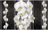 Fotobehang Bloemen, Orchideeën | Zwart, Wit | 104x70,5cm
