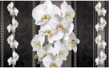 Fotobehang Vlies | Bloemen, Orchideeën | Zwart, Wit | 368x254cm (bxh)