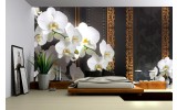 Fotobehang Bloemen, Orchideeën | Wit | 208x146cm