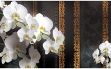 Fotobehang Vlies | Bloemen, Orchideeën | Wit | 368x254cm (bxh)