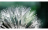 Fotobehang Bloemen | Groen, Wit | 152,5x104cm