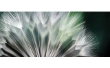 Fotobehang Bloemen | Groen, Wit | 250x104cm