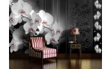 Fotobehang Bloemen, Orchidee | Zwart | 312x219cm