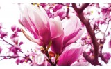 Fotobehang Vlies | Bloemen, Magnolia | Roze | 368x254cm (bxh)