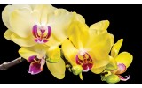 Fotobehang Papier Bloemen, Orchidee | Geel | 368x254cm