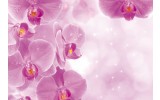Fotobehang Bloemen, Orchidee | Roze, Wit | 416x254