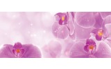 Fotobehang Bloemen, Orchidee | Roze, Wit | 250x104cm