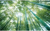 Fotobehang Bos, Natuur | Groen | 104x70,5cm