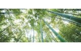 Fotobehang Bos, Natuur | Groen | 250x104cm