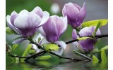Fotobehang Papier Bloemen, Magnolia | Paars | 368x254cm