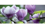 Fotobehang Bloemen, Magnolia | Paars | 250x104cm