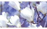 Fotobehang Bloemen, Magnolia | Wit | 312x219cm