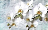 Fotobehang Orchidee, Bloemen | Wit | 152,5x104cm