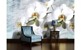 Fotobehang Orchidee, Bloemen | Wit | 312x219cm