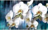Fotobehang Orchidee, Bloemen | Wit | 208x146cm