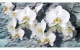 Fotobehang Orchidee, Bloemen | Wit | 312x219cm