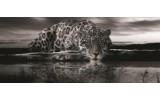Fotobehang Jaguar, Dieren | Zwart | 250x104cm