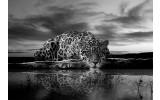 Fotobehang Vlies | Jaguar, Dieren | Zwart | 368x254cm (bxh)