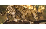 Fotobehang Jaguar, Dieren | Geel | 250x104cm