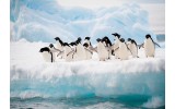 Fotobehang Vlies | Pinguïn, Dieren | Wit | 368x254cm (bxh)