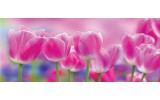 Fotobehang Bloemen, Tulpen | Roze | 250x104cm