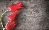 Fotobehang Bloemen, Tulp | Rood | 152,5x104cm