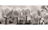 Fotobehang Bloemen, Tulpen | Grijs | 250x104cm