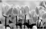 Fotobehang Vlies | Bloemen, Tulpen | Grijs | 254x184cm