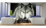 Fotobehang Wolf | Grijs | 104x70,5cm