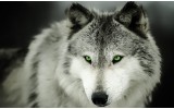 Fotobehang Vlies | Wolf | Grijs | 368x254cm (bxh)