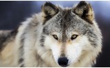 Fotobehang Wolf | Grijs | 208x146cm