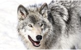 Fotobehang Wolf | Grijs | 416x254