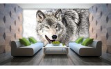 Fotobehang Wolf | Grijs | 208x146cm