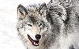 Fotobehang Wolf | Grijs, Wit | 208x146cm