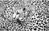 Fotobehang Luipaard | Zwart, Wit | 152,5x104cm