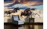 Fotobehang Paarden | Crème, Blauw | 104x70,5cm