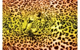 Fotobehang Luipaard | Geel, Groen | 312x219cm