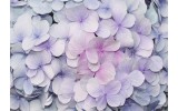 Fotobehang Papier Bloemen | Paars, Roze | 368x254cm