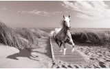 Fotobehang Paard, Strand | Grijs | 208x146cm