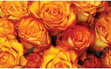 Fotobehang Rozen, Bloemen | Oranje | 104x70,5cm