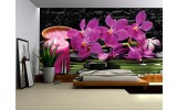 Fotobehang Bloemen, Orchidee | Paars | 312x219cm