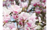 Fotobehang Magnolia, Bloemen | Roze | 104x70,5cm