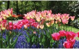 Fotobehang Vlies | Tulpen, Bloemen | Groen | 368x254cm (bxh)
